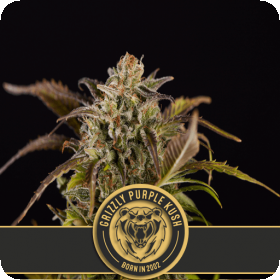 Grizzly Purple Kush Feminised Seeds