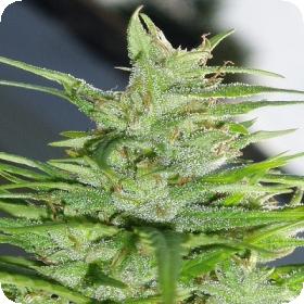 Guawi Feminised Seeds