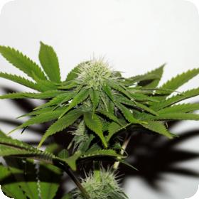 Hash Plant CBD Feminised Seeds