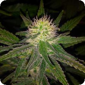 Hawaii Maui Waui Regular Seeds