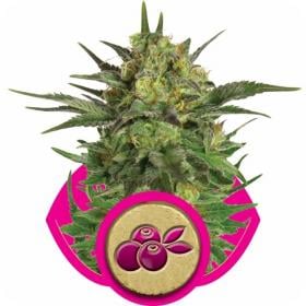 Haze Berry Feminised Seeds