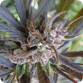 Haze x Kali China Feminised Seeds