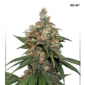 HiFi 4G Feminised Seeds