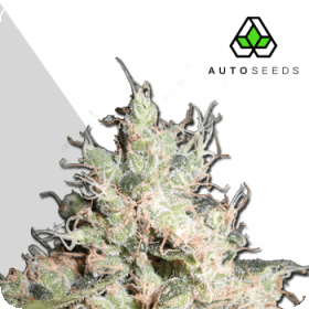 Hijack Auto Feminised Seeds