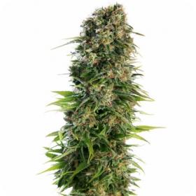 Hindu Kush Auto Feminised Seeds