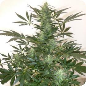 Holy Man Autoflowering Regular Seeds