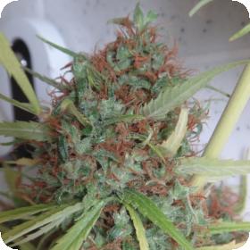 Honduras Regular Seeds