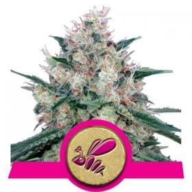 Honey Cream FAST Version Feminised Seeds