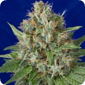 OG Kush Feminised Seeds