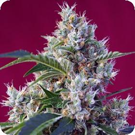 Indigo Berry Kush Feminised Seeds