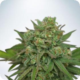 Instakush Feminised Seeds