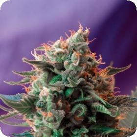 Jack 47 FAST Version Feminised Seeds