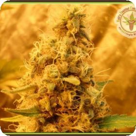 Jack Mist Tree Feminised Seeds