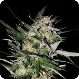 Jack  Plant  Advanced  Cannabis  Seeds 0