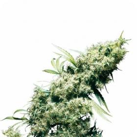 Jamaican  Pearl  Feminised  Cannabis  Seeds  Sensi  Cannabis  Seeds 0