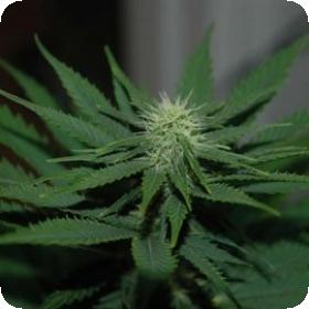 Jock  Horror  Feminized 5  Cannabis  Seeds 2 0