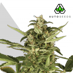 Juicy Lucy Auto Feminised Seeds