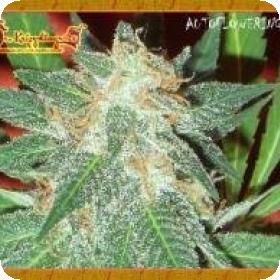 Jumping Black Dash Auto Feminised Seeds