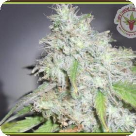 Kali's White Shadow Feminised Seeds