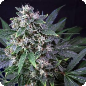 Karel's Haze Regular Seeds