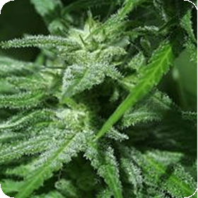 Afghani Special Feminised Seeds