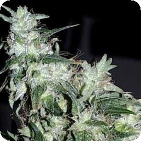 Haze Special Feminised Seeds