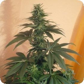 Mind Binder Feminised Seeds