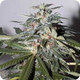 KC 51 Auto Feminised Seeds