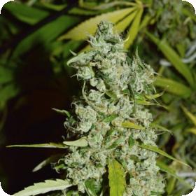 Kees' Old School Haze Regular Seeds