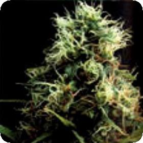 Kilimanjaro Feminised Seeds