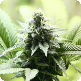 Indica Cream (Kreamy Karamel) Feminised Seeds