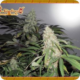 Kripple Roulette Feminised Seeds