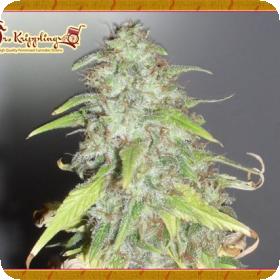 Kripple Shock Feminised Seeds