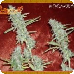 Krippleberry  Auto  Feminised  Cannabis  Seeds  Dr  Krippling  Cannabis  Seeds 0