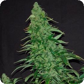 Kush Van Stitch Autoflowering Regular Seeds