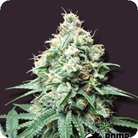 Kush Bomb Regular Seeds