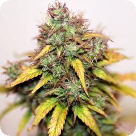 Kush  Doctor  Auto  Feminised  Cannabis  Seeds  Cannabis  Seedsman 0