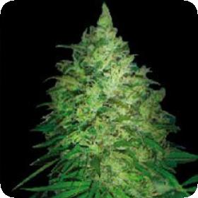 S. African Kwazulu Feminised Seeds