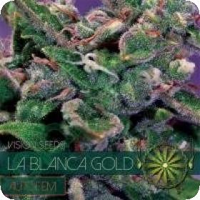 La Blanca Gold AUTO Feminised Seeds