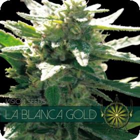 La Blanca Gold Feminised Seeds