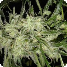 Lemon OG Haze AUTO Feminised Seeds