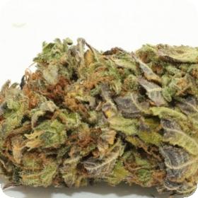 Lemon Diesel Feminised Seeds