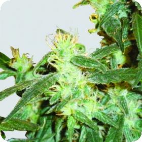 Lemon OG Haze Feminised Seeds