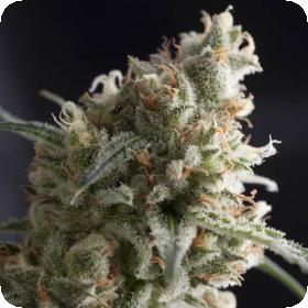 Lennon Feminised Seeds