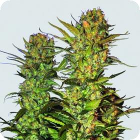 Lithium  Og  Kush  Feminised  Cannabis  Seeds  Nirvana  Cannabis  Seeds 0