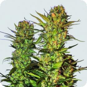 Lithium OG Kush Feminised Seeds