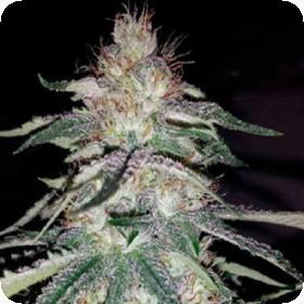 Lost  Coast  Og  Feminised  Cannabis  Seeds  Emerald  Triangle 0