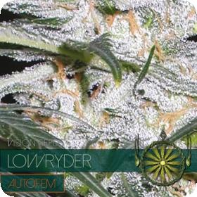 Lowryder  Auto  Feminised  Cannabis  Seeds  Vision  Cannabis  Seeds 0