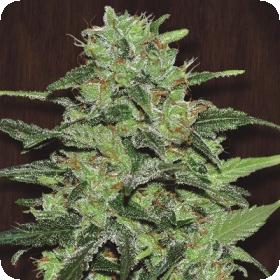 Malawi Feminised Seeds