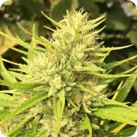 Malawi x Panama Feminised Seeds